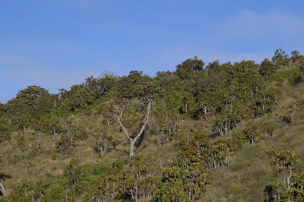 Horton-Plains1b.JPG