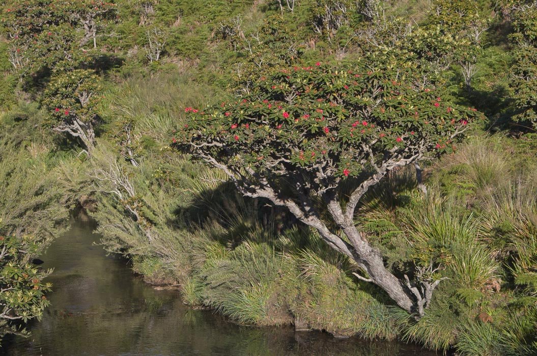 Rhododendron-zeylanicum1.JPG