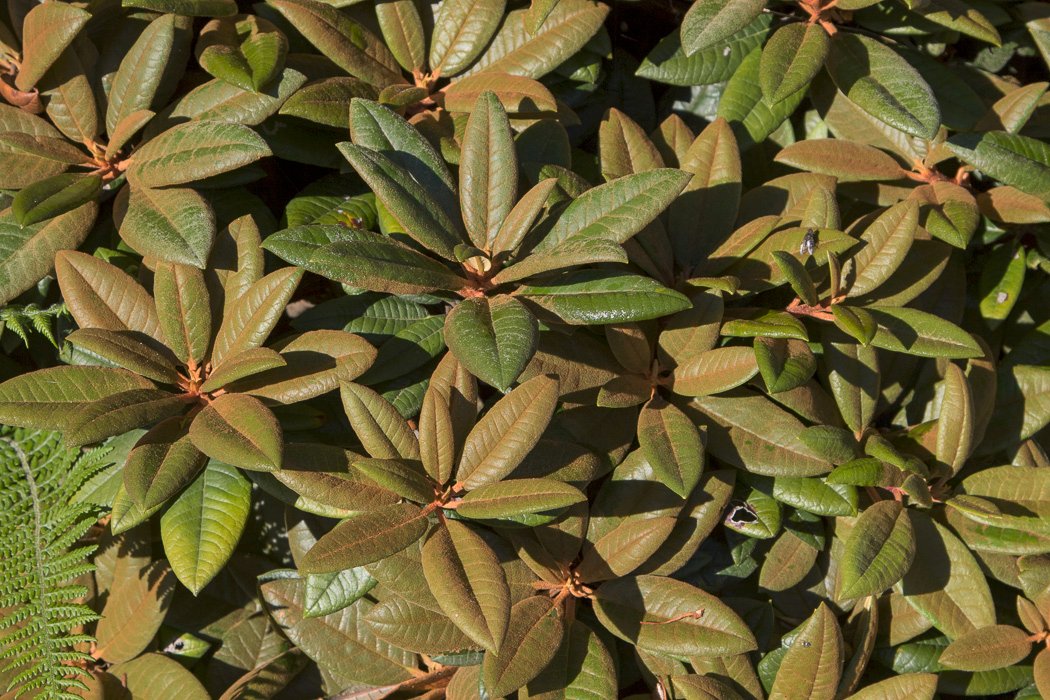 Rhododendron-zeylanicum2.JPG