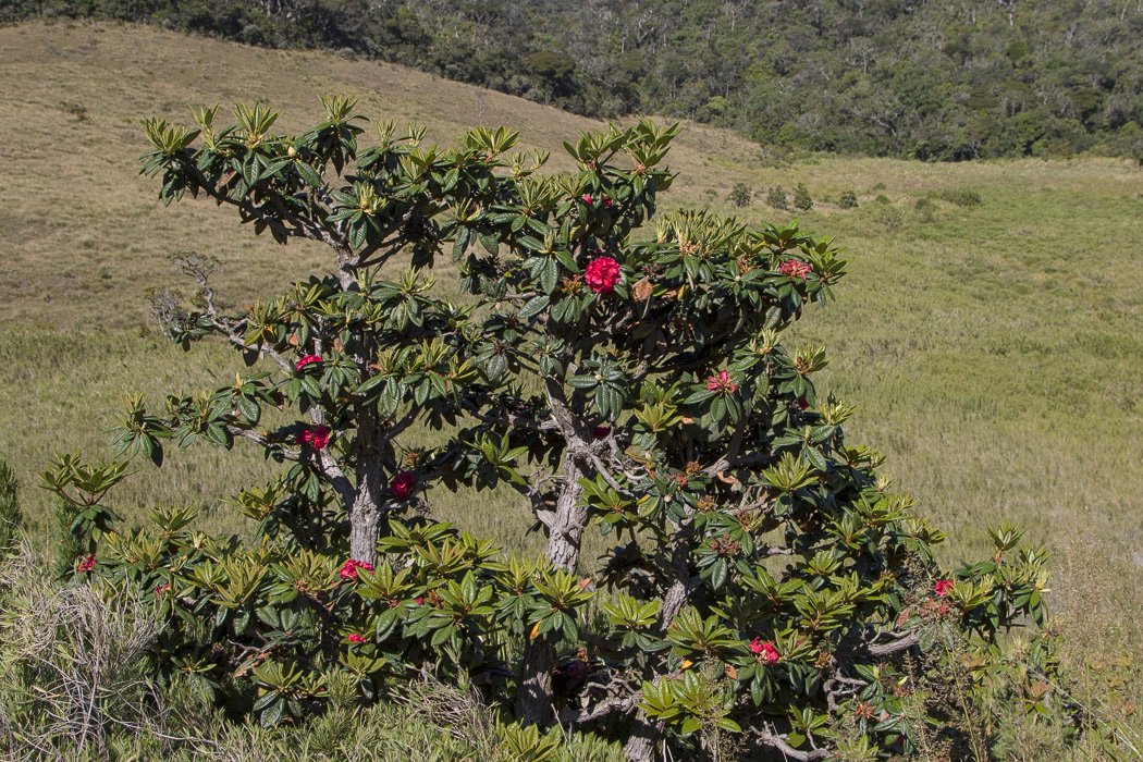 Rhododendron-zeylanicum3.JPG