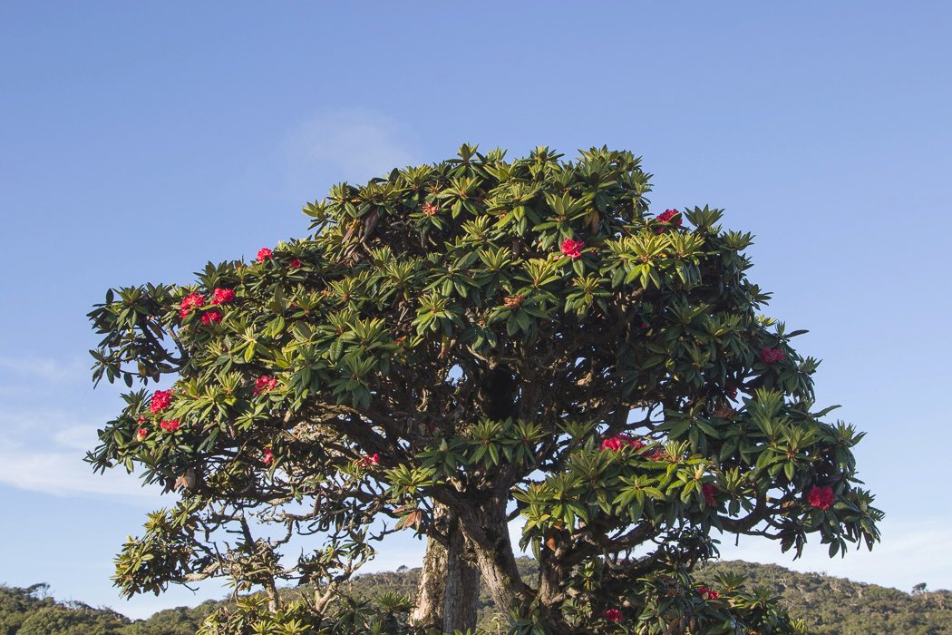 Rhododendron-zeylanicum4.JPG