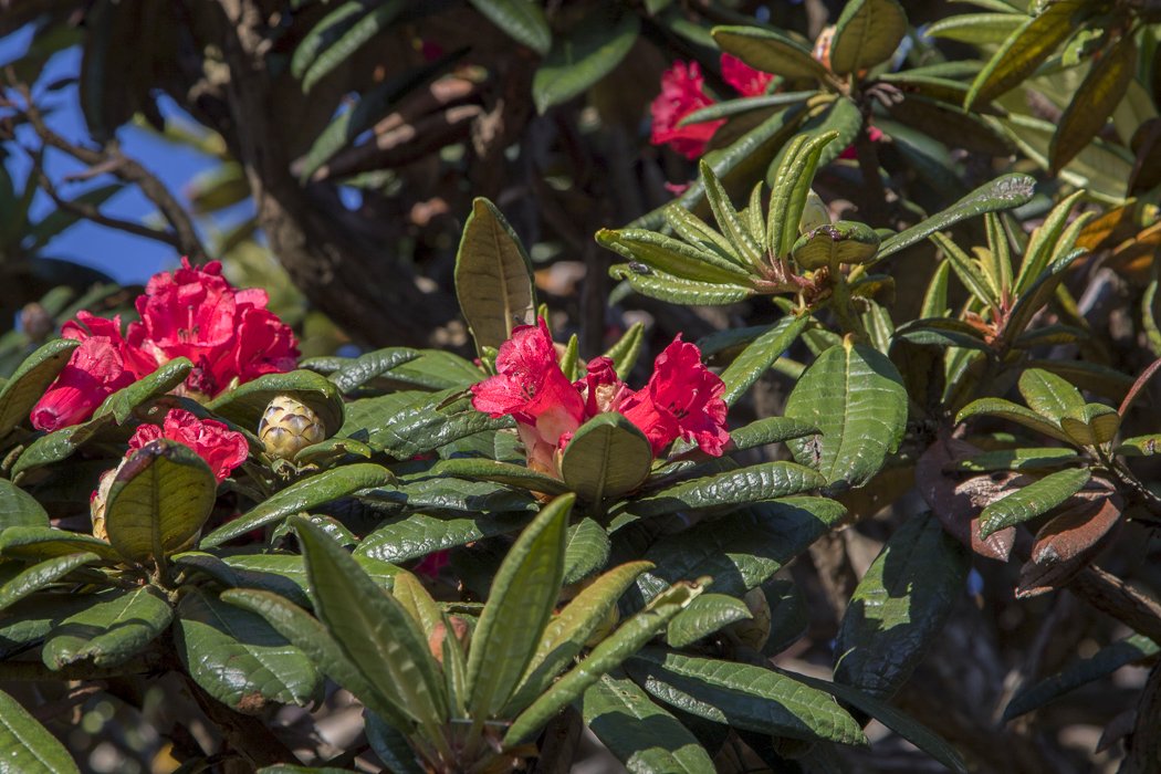 Rhododendron-zeylanicum5.JPG