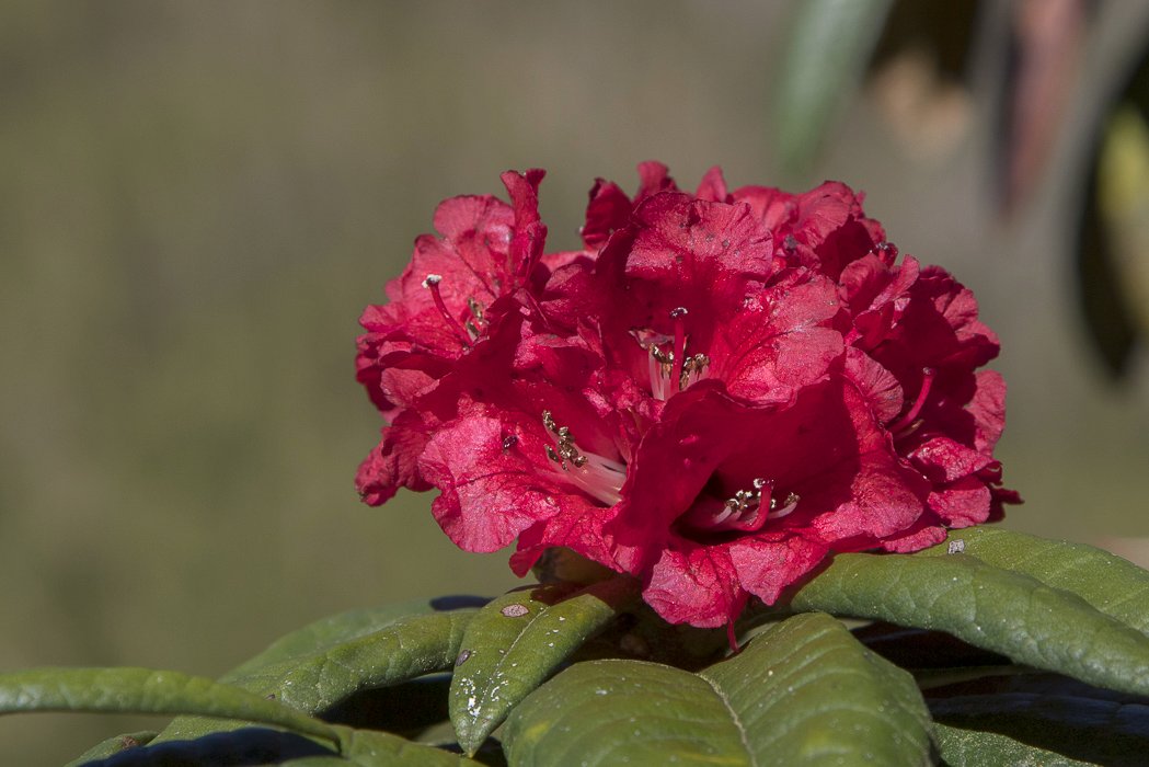 Rhododendron-zeylanicum6.JPG