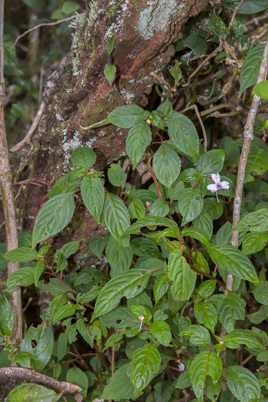 Impatiens-leptopoda1.JPG