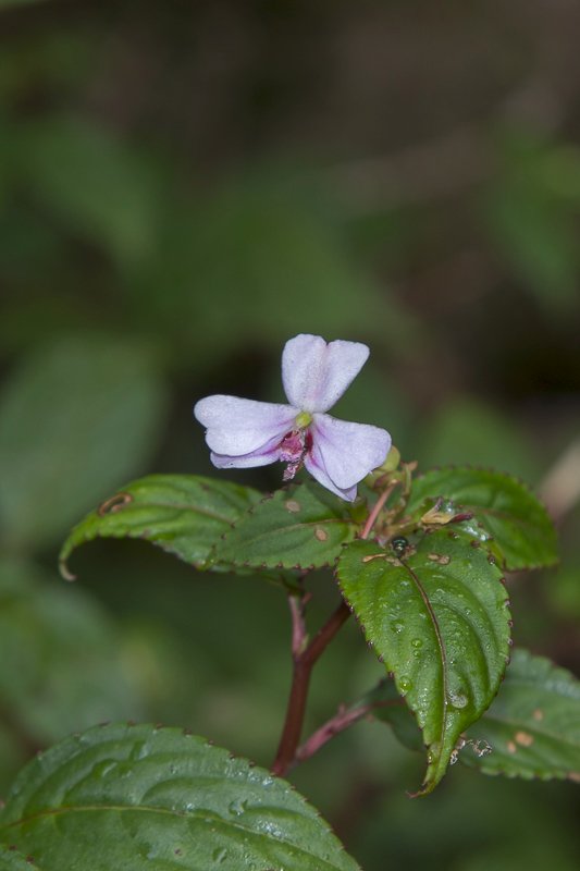 Impatiens-leptopoda2.JPG