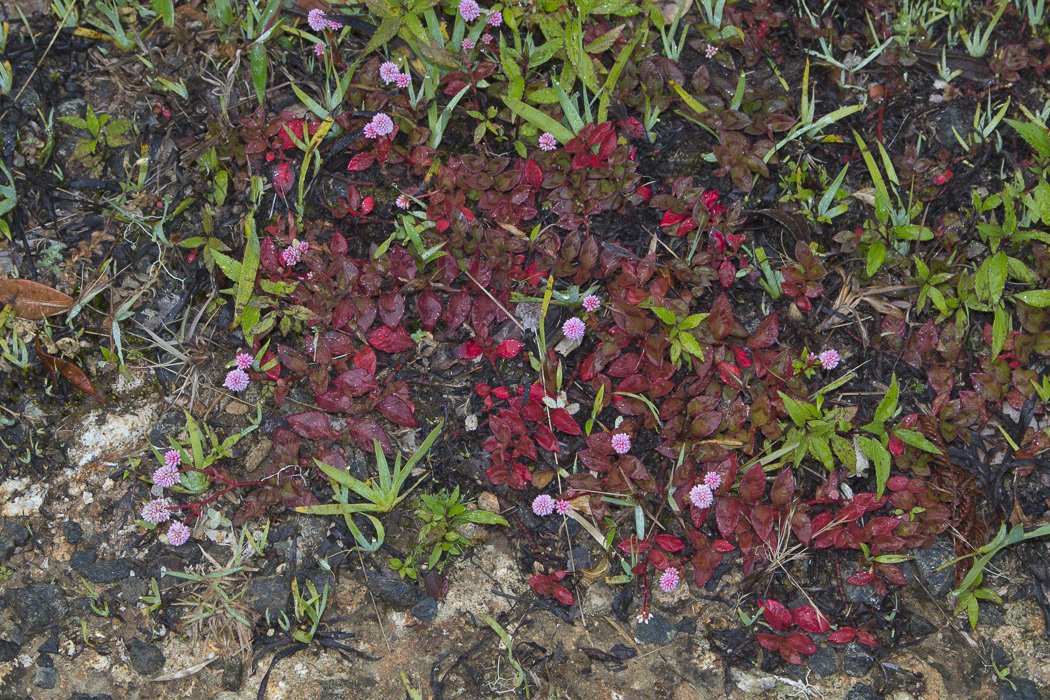 Persicaria-capitata1.JPG