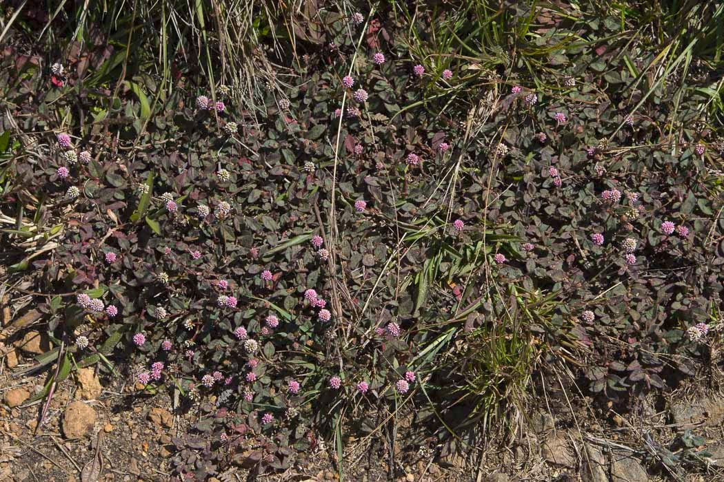 Persicaria-capitata2.JPG