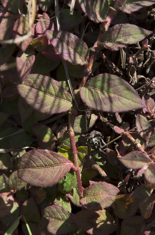 Persicaria-capitata4.JPG