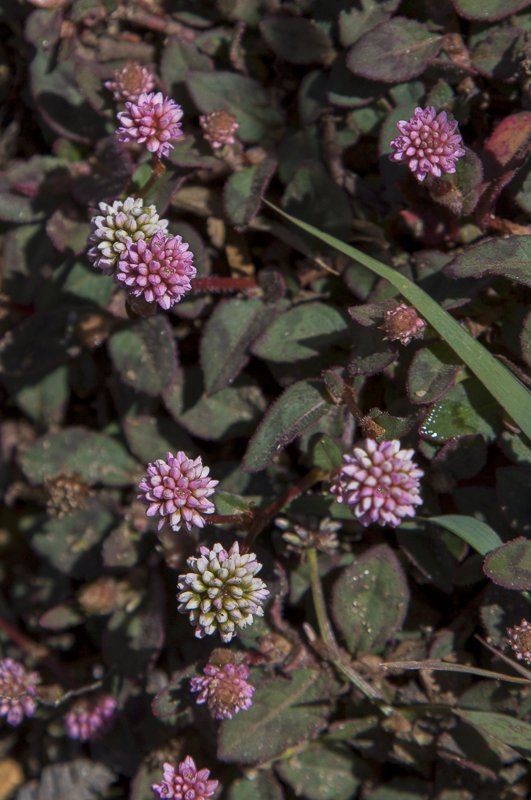 Persicaria-capitata5.JPG