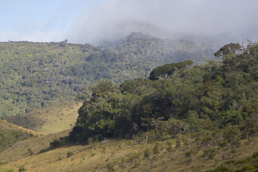 Horton-Plains1e.JPG