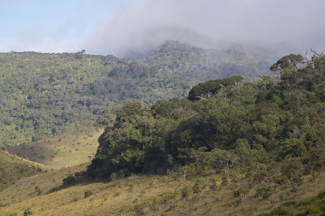 Horton-Plains1e.JPG