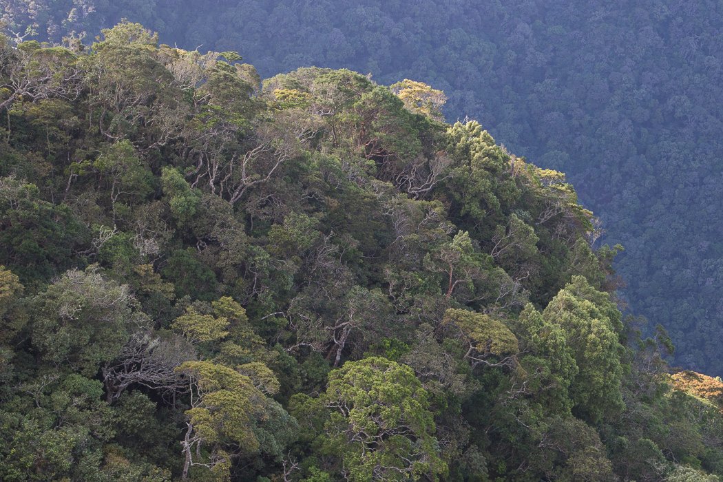 Horton-Plains1h.JPG