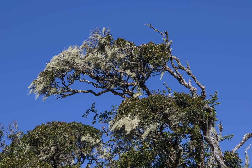 Calophyllum walkeri1.JPG