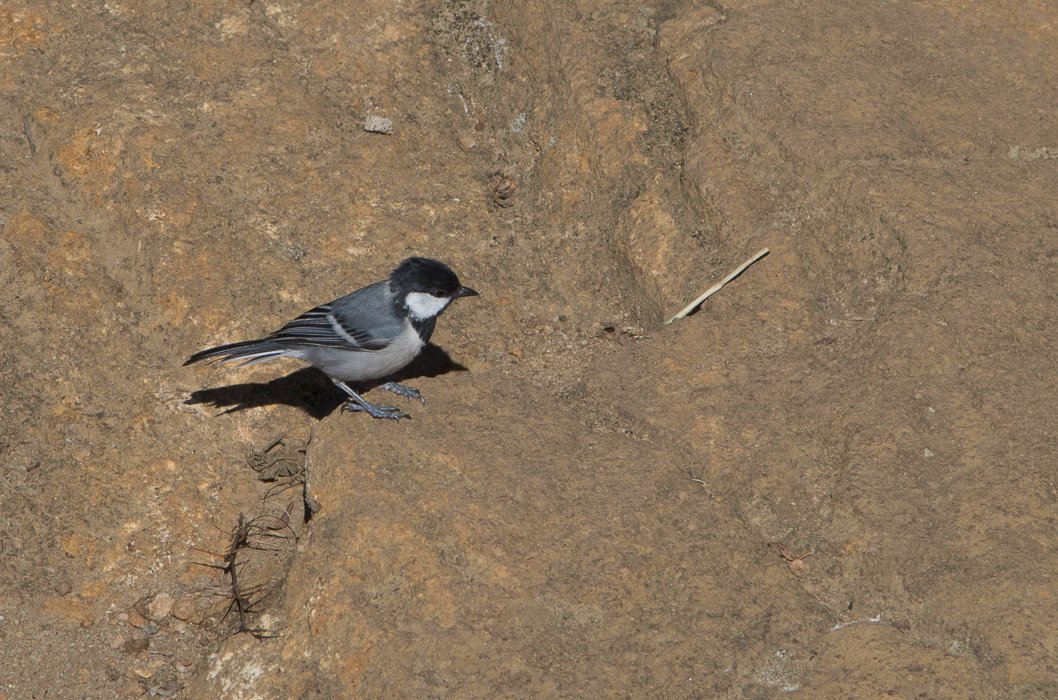 Parus-cinereus1.JPG