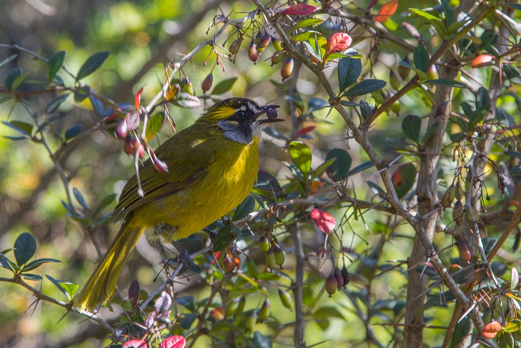 Pycnonotus-penicillatus.JPG