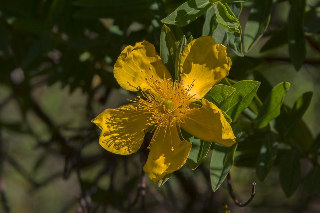 Hypericum-mysorense5.JPG