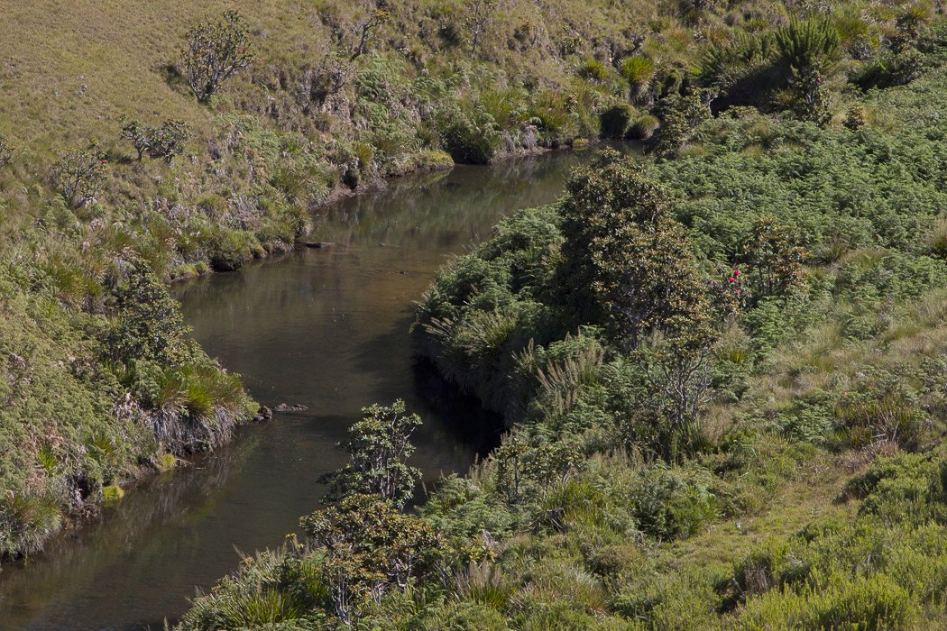 Horton-Plains1l.JPG