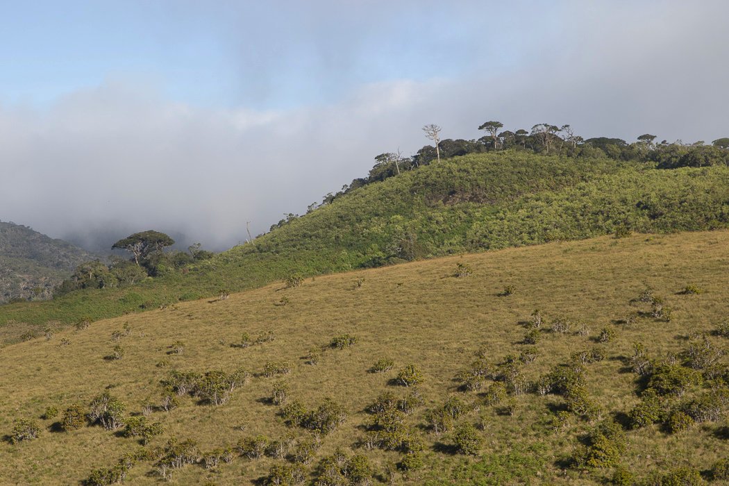 Horton-Plains1d.JPG