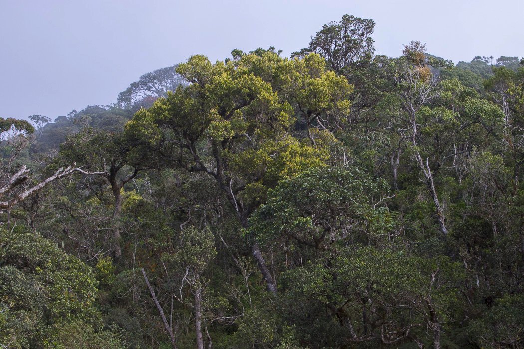 Horton-Plains1f.JPG