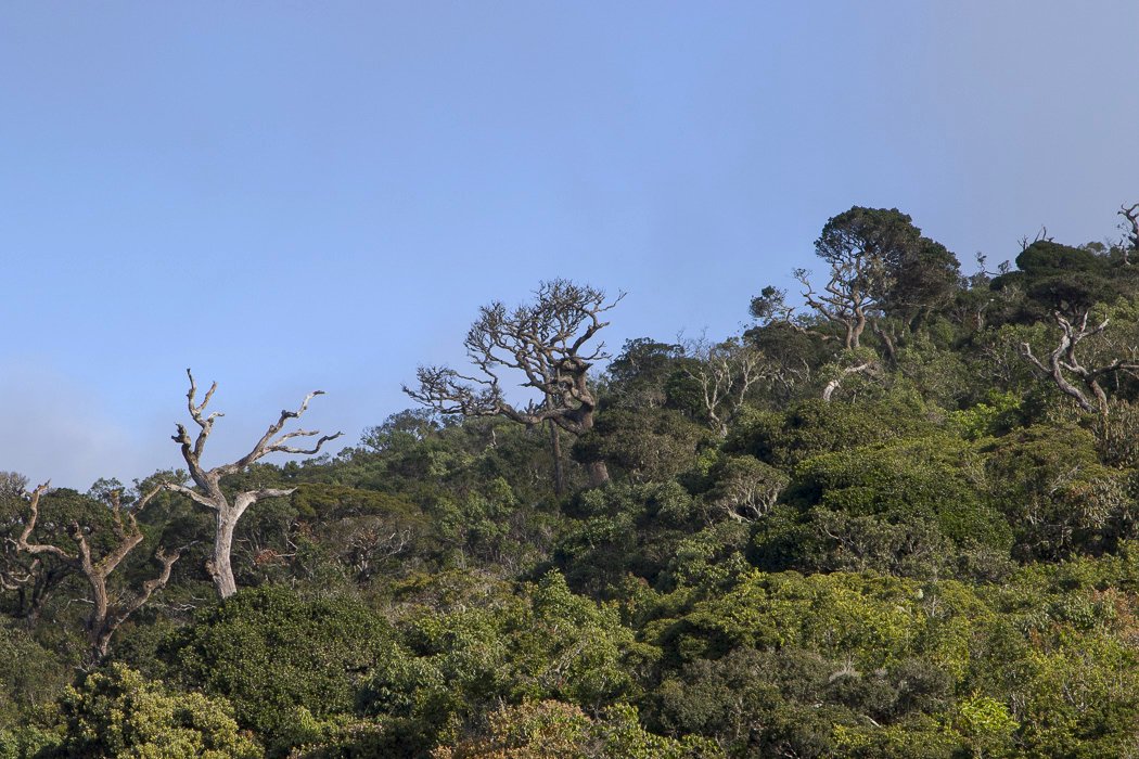 Horton-Plains1g.JPG