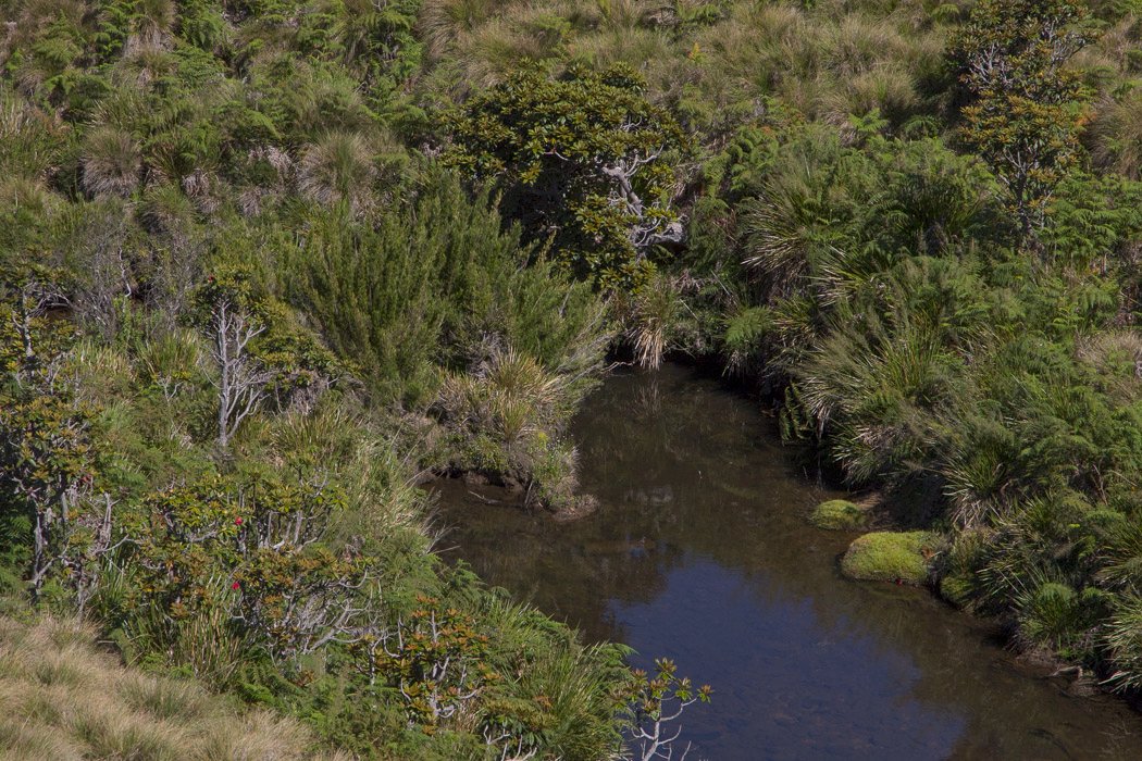 Horton-Plains1m.JPG