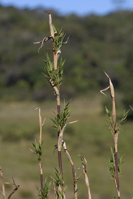 Yushania-densifolia4.JPG