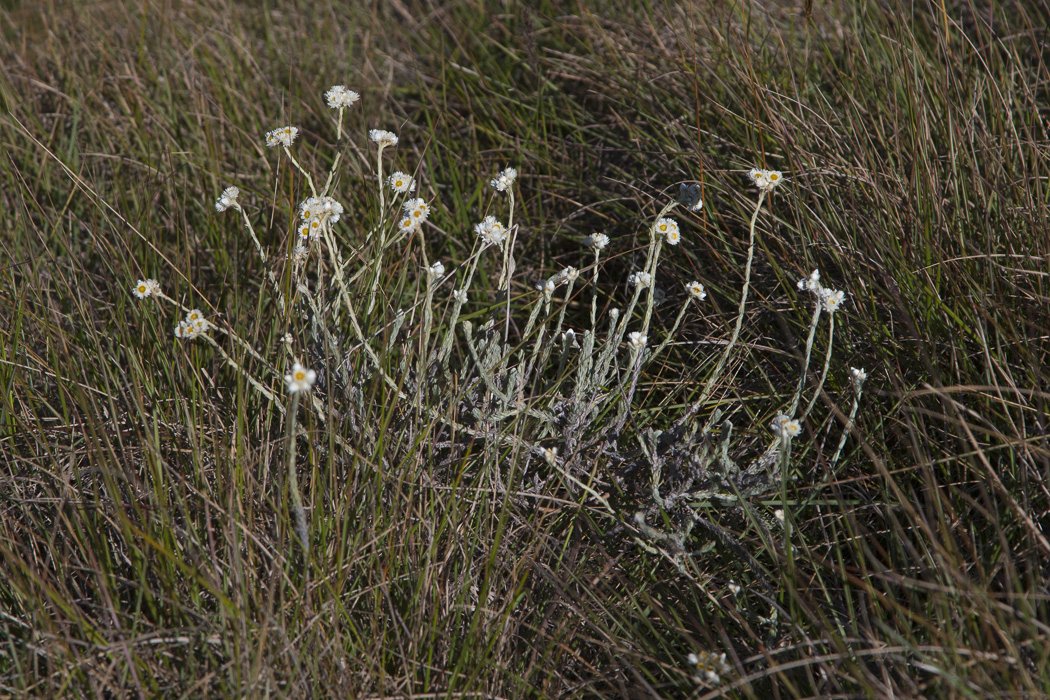 Anaphalis-brevifolia1.JPG