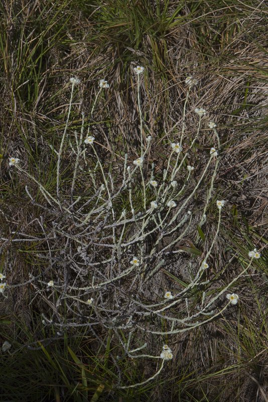 Anaphalis-brevifolia2.JPG