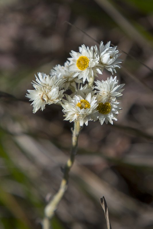 Anaphalis-brevifolia3.JPG