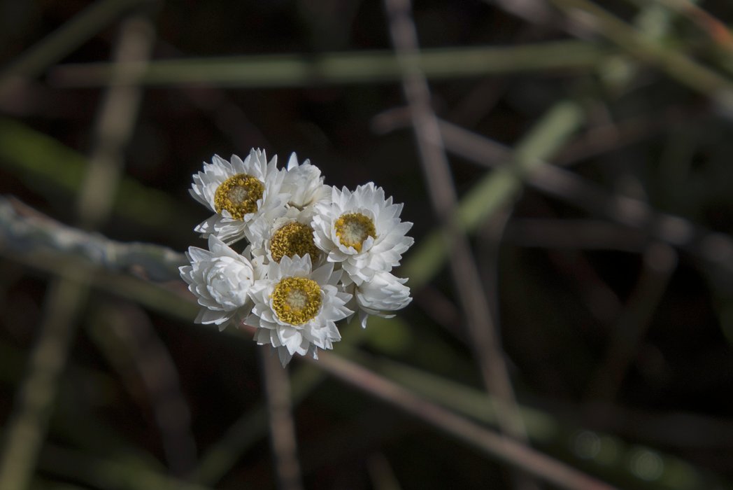 Anaphalis-brevifolia4.JPG