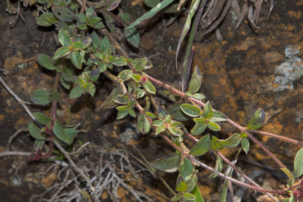 Osbeckia-parvifolia1.JPG