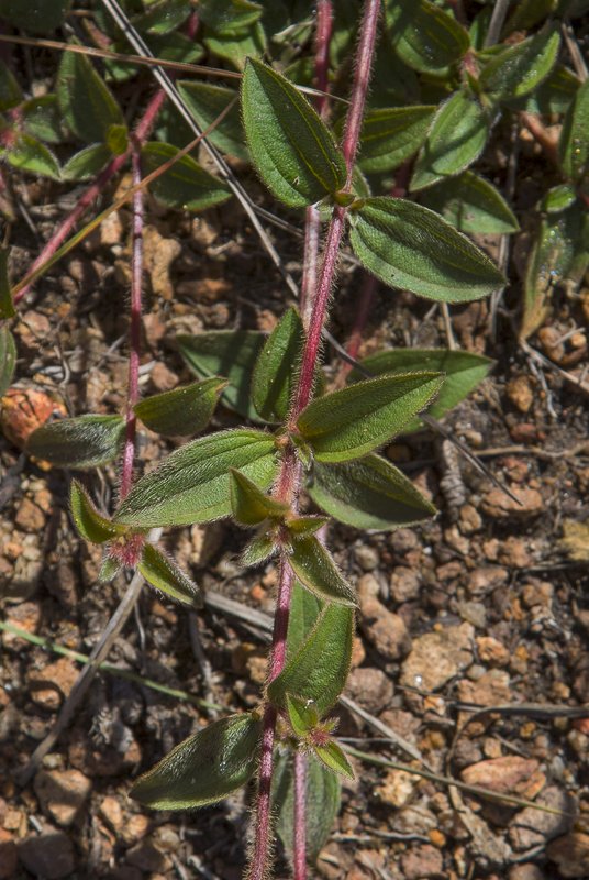 Osbeckia-parvifolia2.JPG