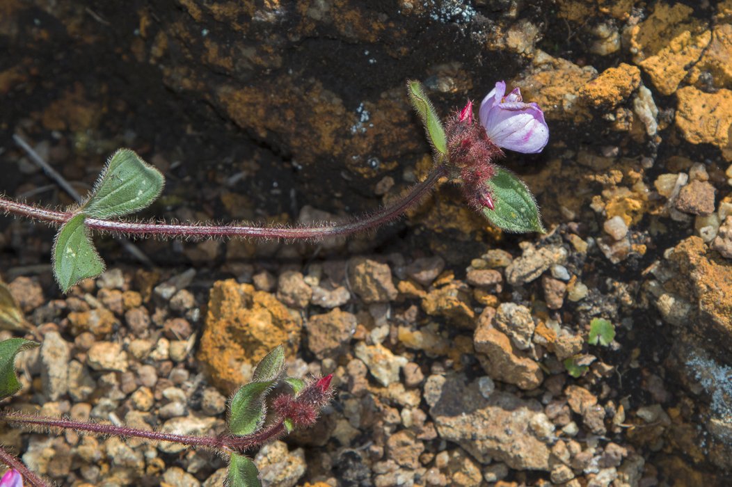 Osbeckia-parvifolia3.JPG