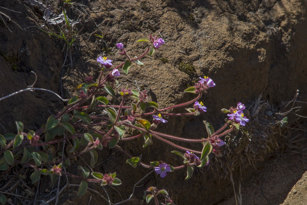 Osbeckia-parvifolia4.JPG