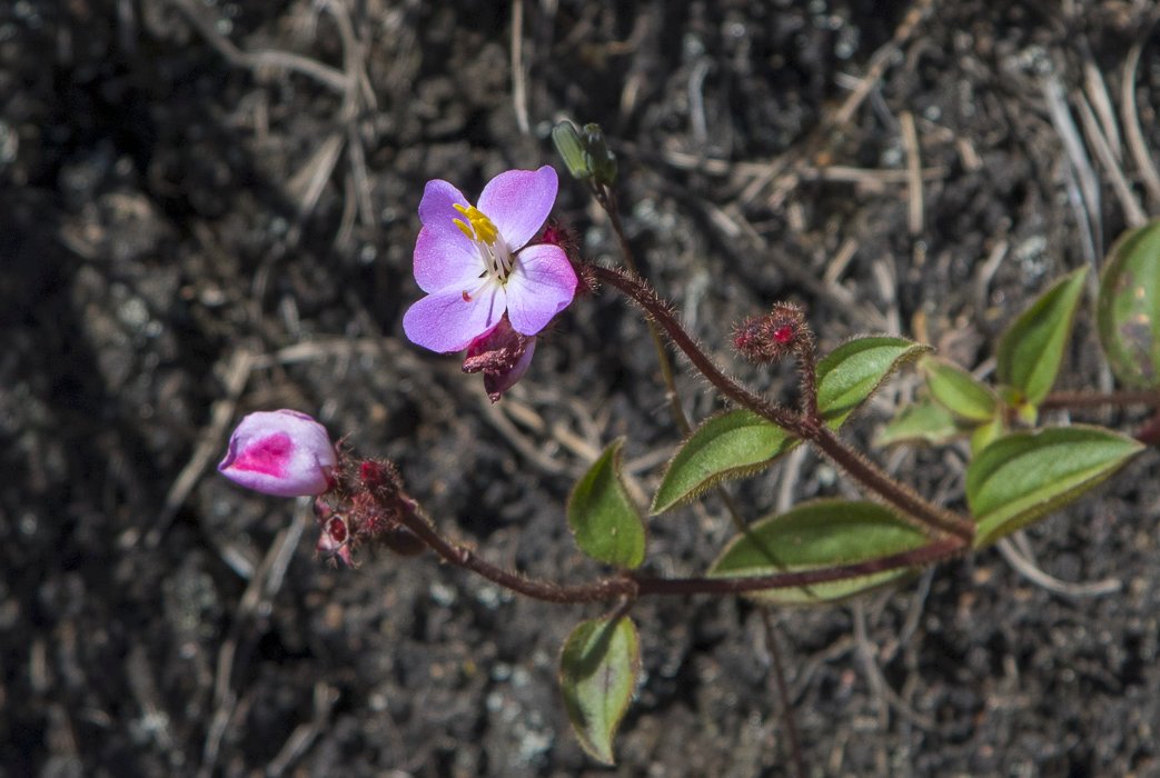 Osbeckia-parvifolia5.JPG