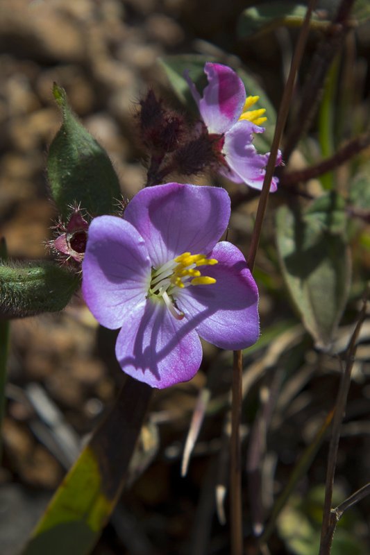 Osbeckia-parvifolia6.JPG