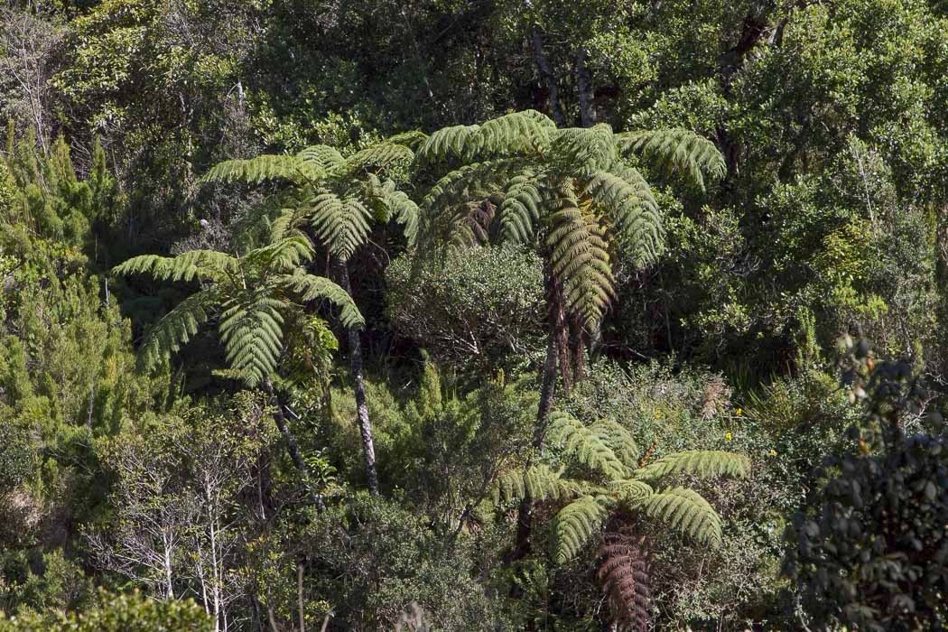 Cyathea-sinuata1.JPG