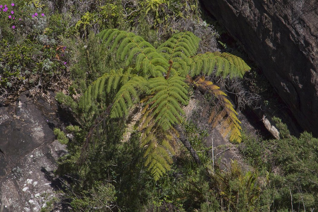 Cyathea-sinuata2.JPG