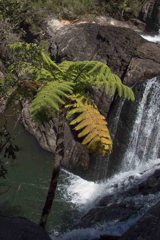 Cyathea-sinuata3.JPG