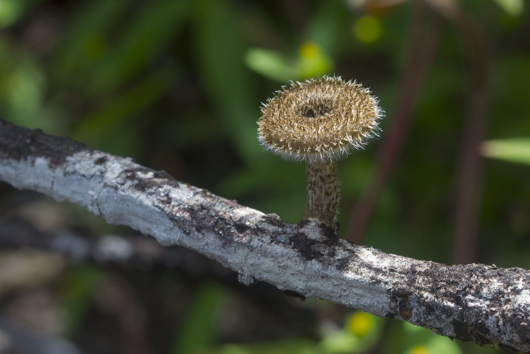 Lentinus-crinitus1.JPG