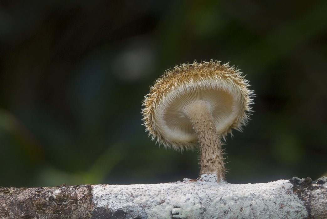 Lentinus-crinitus3.JPG