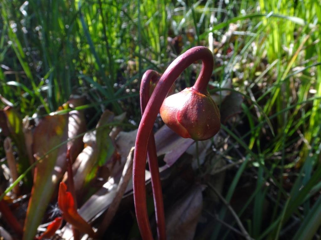 Sarracenia purpurea-Sarracénie pourpre 02b.jpg