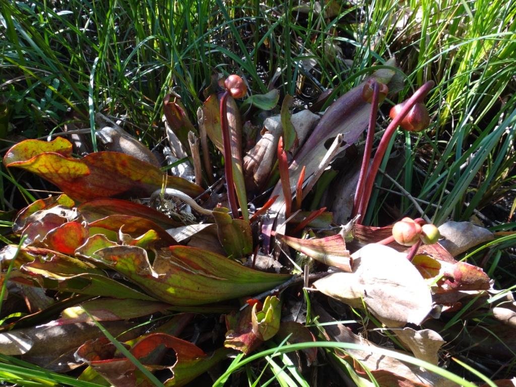 Sarracenia purpurea-Sarracénie pourpre 07b.jpg