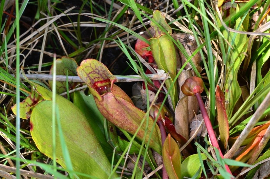 Sarracenia purpurea-Sarracénie pourpre 09b.jpg