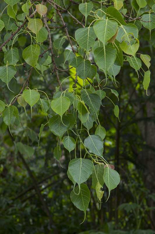 Ficus-religiosa2.JPG