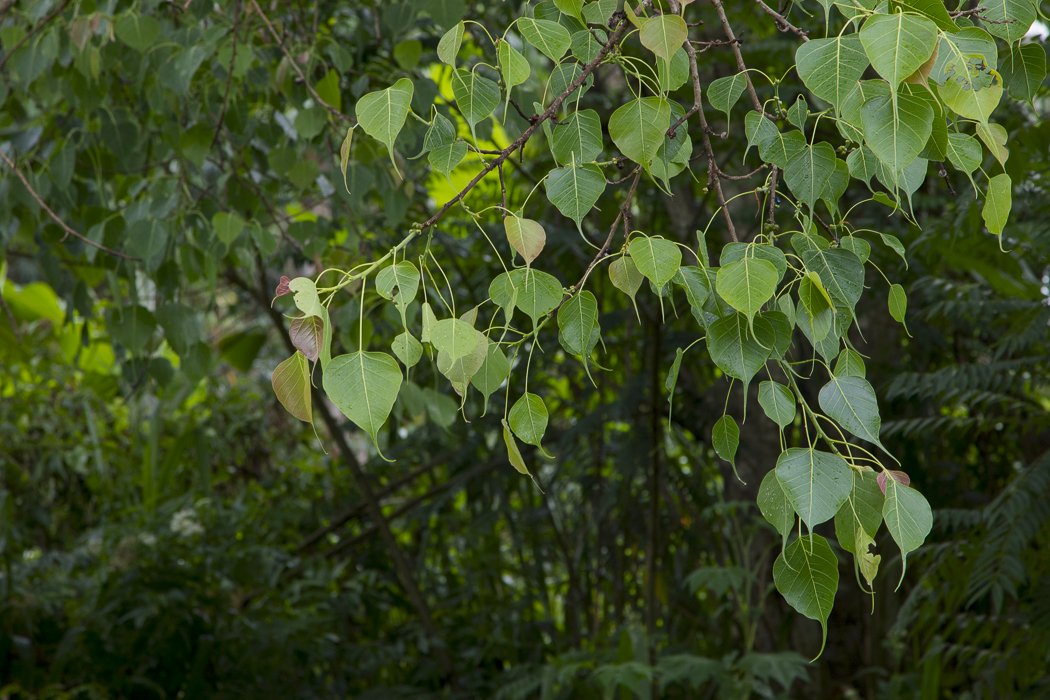 Ficus-religiosa3.JPG