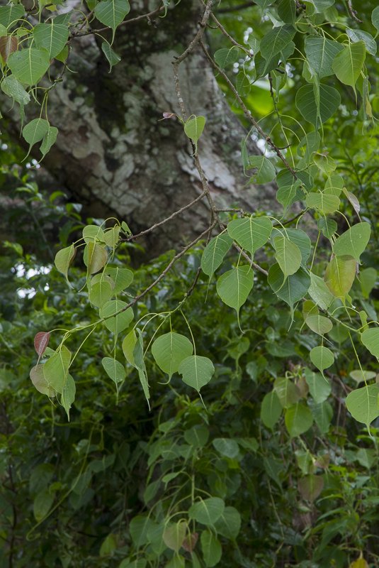 Ficus-religiosa1.JPG