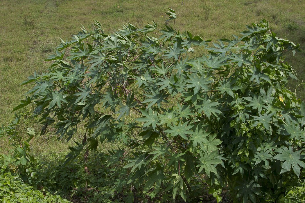 Ricinus-communis1.JPG