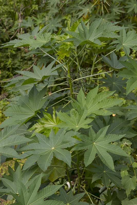 Ricinus-communis3.JPG