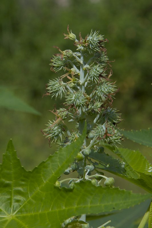 Ricinus-communis4.JPG